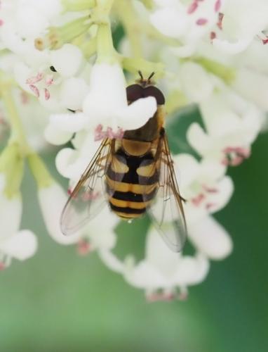 Syrphus sp.
